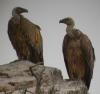 Vulture pair.JPG